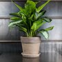 Aglaonema 'Diamond Bay'